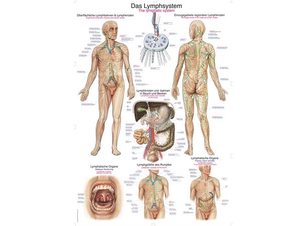 Plakat The lymphatic system AL109